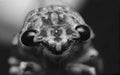 Cicada face macro photography black and white